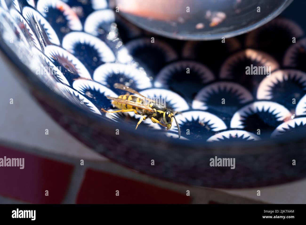 Eine Wespe (Vespula vulgaris) Investition im Sommer nach warmen Winter, Schädling auf dem Frühstückstisch Essen zu essen Stockfoto