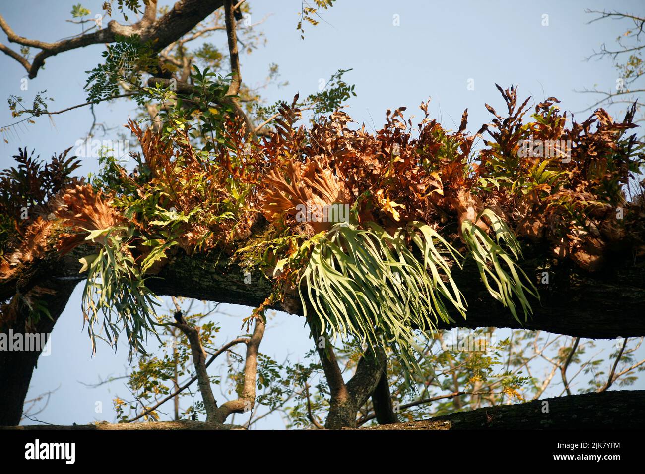 Asplenium nidus, oder Vogelnistfarn, ist eine epiphytische Pflanze, die auf der Oberfläche einer Pflanze oder eines Baumes wächst Stockfoto