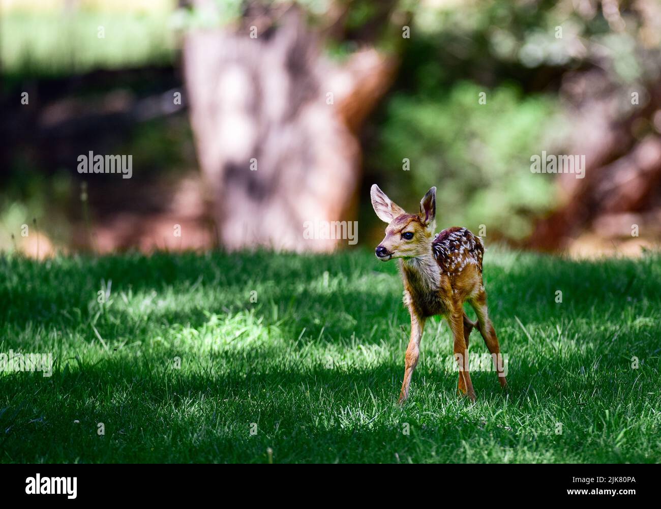 Neugeborenes Elchkalb in Utah Stockfoto