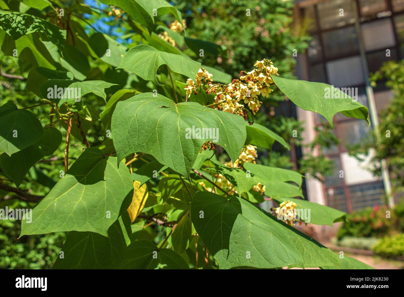 Nahaufnahme von Catalpa oder catawba mit großen, herzförmigen Blättern, die im Sommer bei hellem Sonnenlicht mit auffälligen, weißen Blüten blühen. Stockfoto
