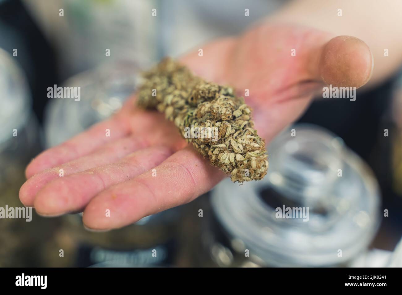 Behandlung mit medizinischem Cannabiskonzept. Nahaufnahme einer kaukasischen menschlichen Hand mit extrem großen getrockneten Marihuanaknospen. Hochwertige Fotos Stockfoto