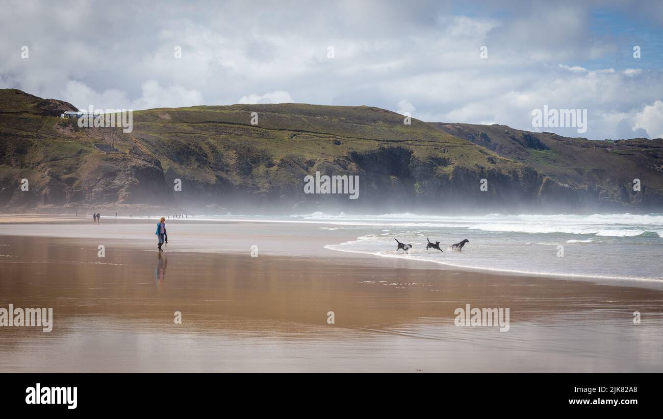 Drei Hunde und eine Dame am Strand. Drei Hunde spielen und tummeln sich im Meer, während der Besitzer zuschaut. Grüne Klippen, weiße Wolken und blauer Himmel Hintergrund Stockfoto