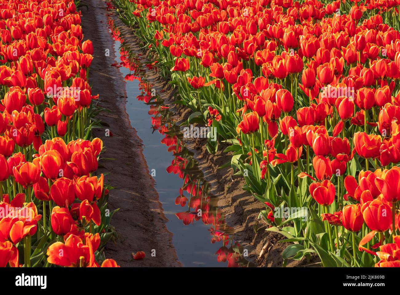 Tulpen- und Narzissenfelder blühen beim Chilliwack Tulip Festival, British Columbia, Kanada. Stockfoto