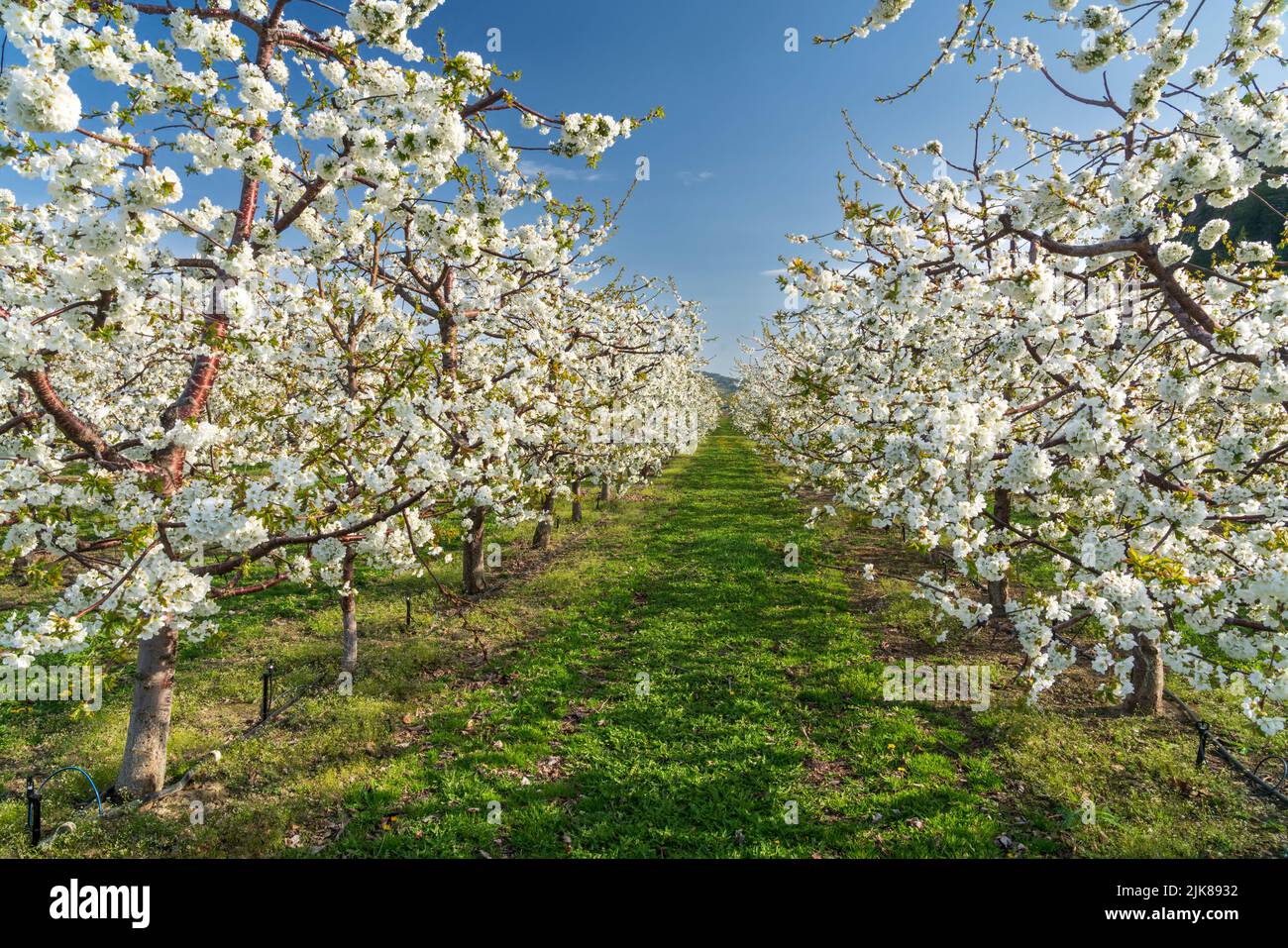 Ein blühender Apfelgarten in der Nähe von Oliver, British Columbia, Kanada. Stockfoto