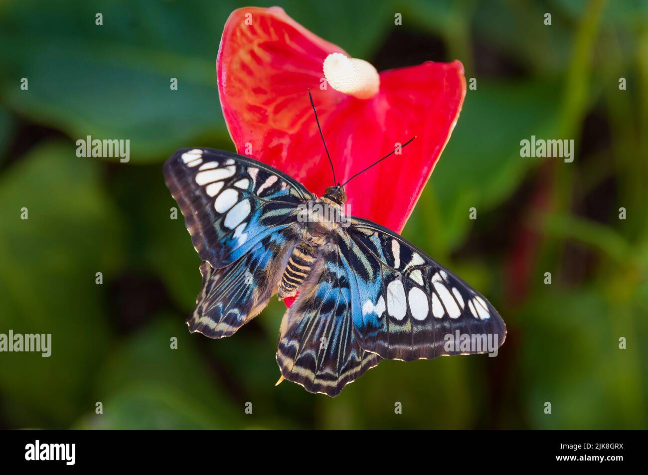 Der malaysische Blue Clipper Schmetterling und die rote Anthuriumblume in den Callaway Gardens, Georgia, USA. Stockfoto