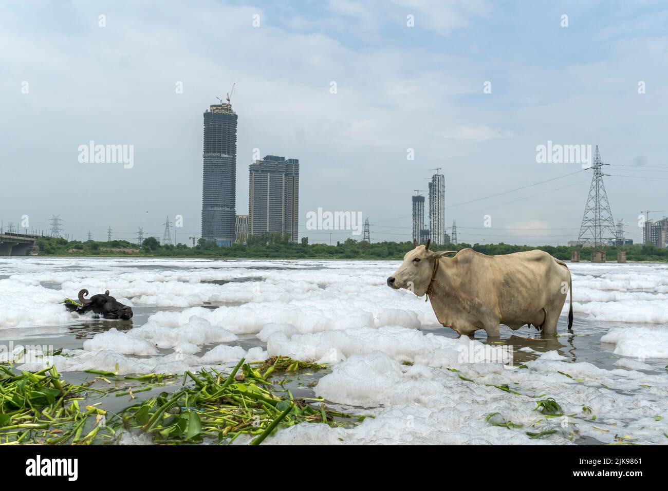 Neu-Delhi, Delhi, Indien. 31.. Juli 2022. Rinderbad in den stark verschmutzten Gewässern des Yamuna River mit einer dicken weißen Schicht giftigen Schaums, die hohe Wasserverschmutzung in Delhi zeigt. (Bild: © Mohsin Javed/Pacific Press via ZUMA Press Wire) Stockfoto