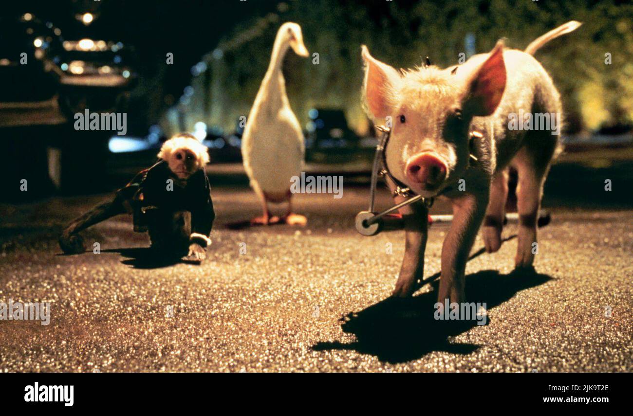 Tug, Ferdinand & Babe Film: Babe: Schwein in der Stadt (AUS 1998) Regie: George Miller 25. November 1998 **WARNUNG** Dieses Foto ist nur für redaktionelle Zwecke bestimmt und unterliegt dem Copyright von KENNEDY MILLER PRODUCTIONS und/oder des Fotografen, der von der Film oder Production Company beauftragt wurde.Es kann nur von Publikationen im Zusammenhang mit der Bewerbung des oben genannten Films reproduziert werden. Eine obligatorische Gutschrift für KENNEDY MILLER-PRODUKTIONEN ist erforderlich. Der Fotograf sollte auch bei Bekanntwerden des Fotos gutgeschrieben werden. Ohne schriftliche Genehmigung der Film Company kann keine kommerzielle Nutzung gewährt werden. Stockfoto