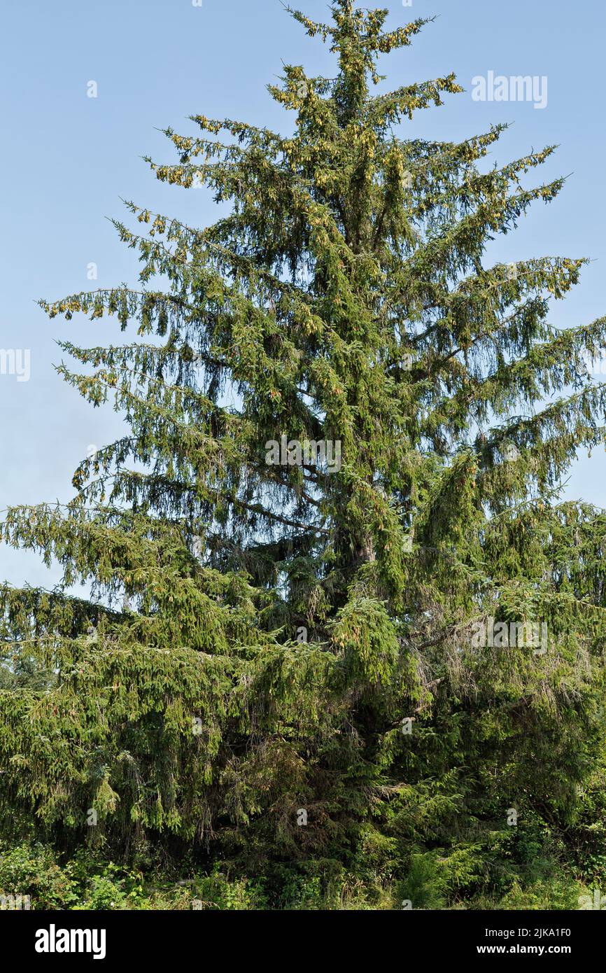Sitka Fichte 'Picea sitchensis', weibliche & männliche Zapfen, Nadelbaum, immergrüner Baum. Stockfoto
