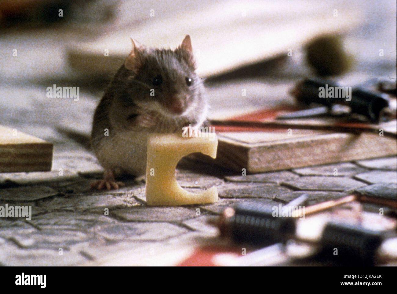 Mouse Eats Cheese Film: Mousehunt; Mouse Hunt (1997) Regie: Gore Verbinski 19 December 1997 **WARNUNG** Dieses Foto ist nur für redaktionelle Zwecke bestimmt und unterliegt dem Copyright von DREAMWORKS und/oder des Fotografen, der von der Film- oder Produktionsfirma beauftragt wurde, und kann nur von Publikationen im Zusammenhang mit der Bewerbung des oben genannten Films reproduziert werden. Eine obligatorische Gutschrift an DREAMWORKS ist erforderlich. Der Fotograf sollte auch bei Bekanntwerden des Fotos gutgeschrieben werden. Ohne schriftliche Genehmigung der Film Company kann keine kommerzielle Nutzung gewährt werden. Stockfoto