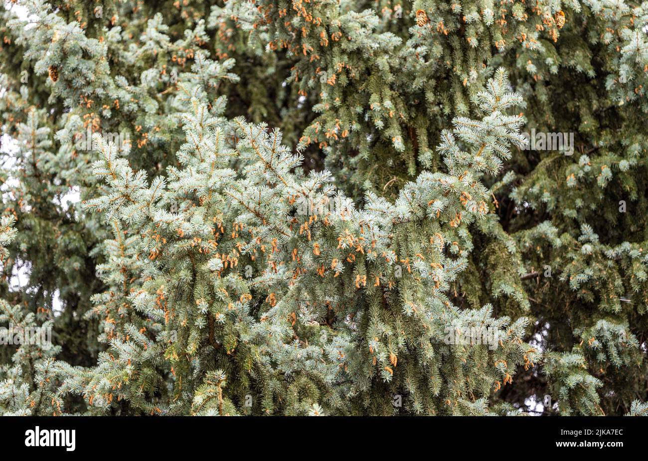 Die Fichte. Der natürliche Baum für den Hintergrund. Stockfoto