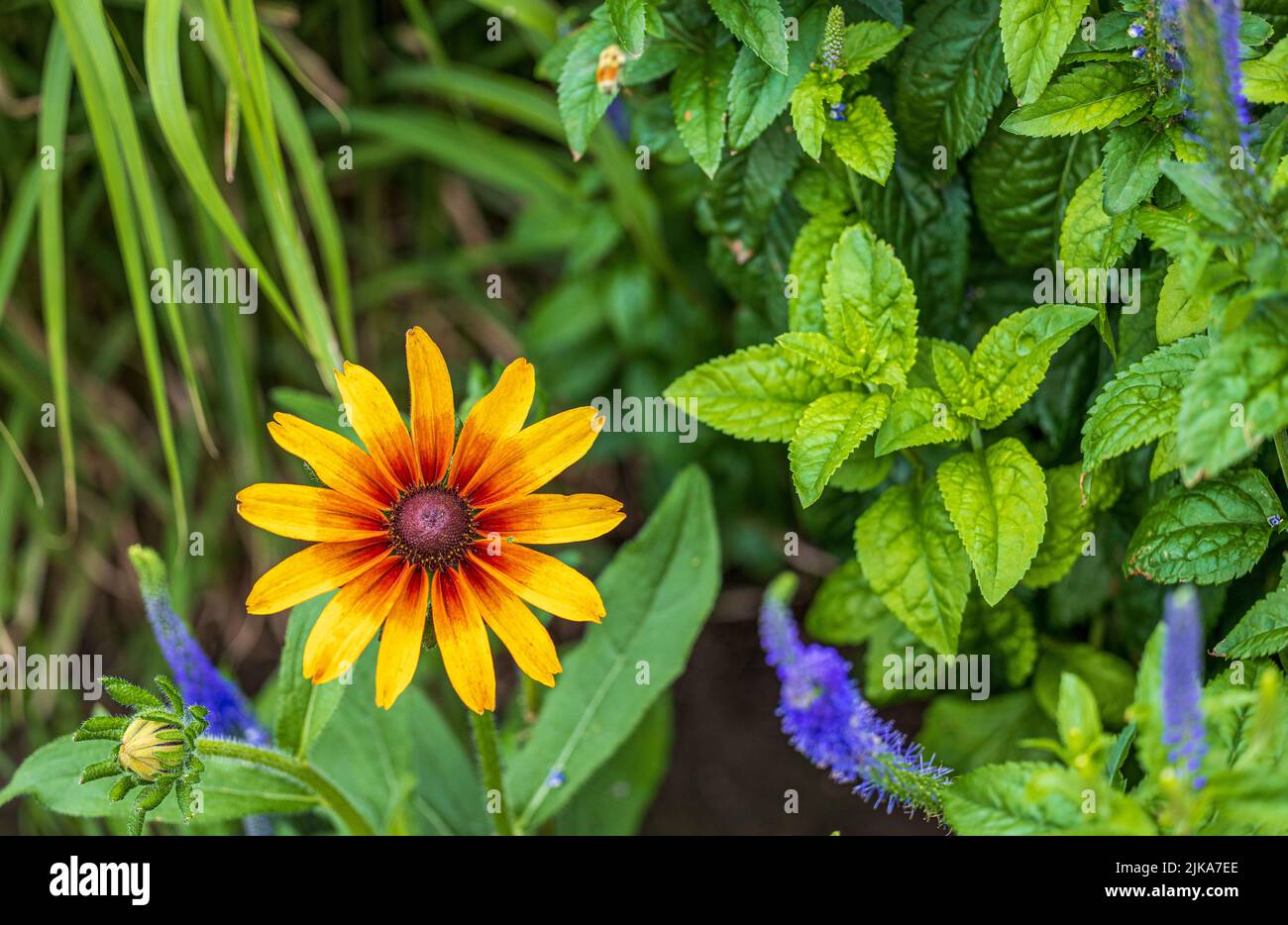 Gerbera oder Gaillardia aristata oder Decke Blume, rot gelbe Blume in voller Blüte Stockfoto