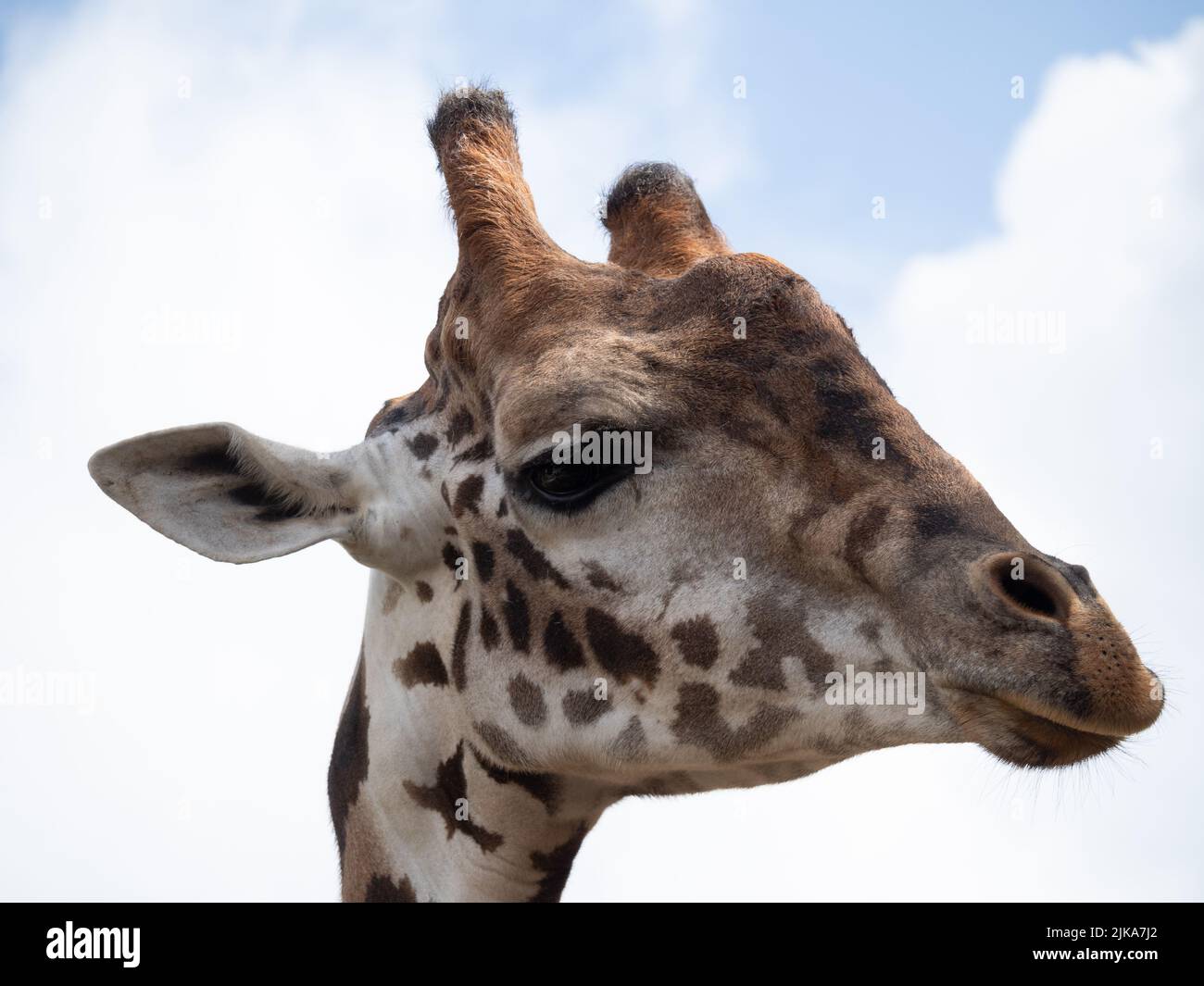 Extreme Nahaufnahme des Gesichts einer gefangenen Masai-Giraffe oder Giraffa camelopardalis. Fotografiert im Houston Zoo in Texas. Stockfoto