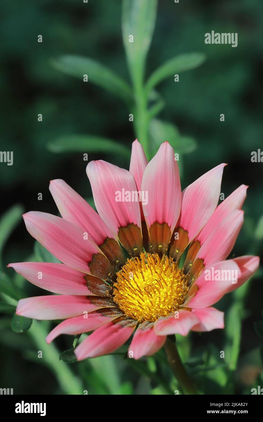 Schöne Gazania oder afrikanische Gänseblümchen Blume im Sommergarten von indien Stockfoto