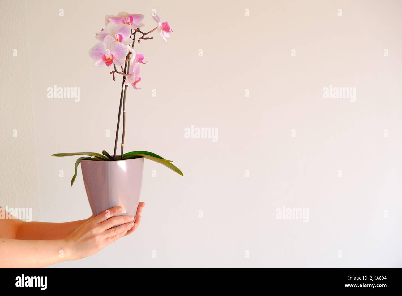 Orchideenblüte. Rosa Orchidee in einem fliedernen Topf in den Händen auf einem hellen Hintergrund.wachsende Orchideen.Zimmerpflanzen in Töpfen.wachsende Zimmerpflanzen in Töpfen Stockfoto