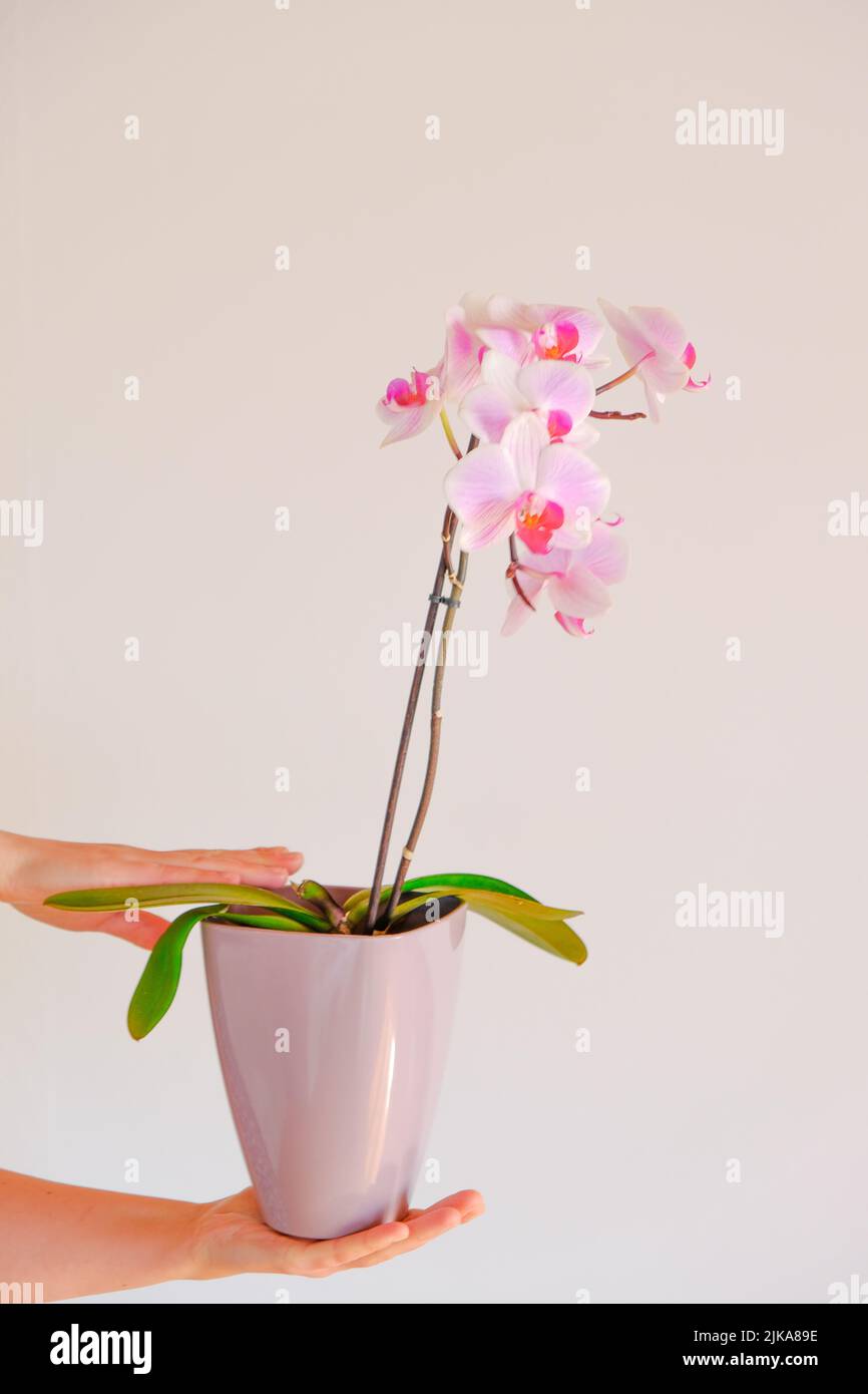 Orchideenblüte. Rosa Orchidee in einem Topf in den Händen auf einem hellen Hintergrund.wachsende Orchideen.Zimmerpflanzen in Töpfen.wachsende Zimmerpflanzen in Töpfen Stockfoto