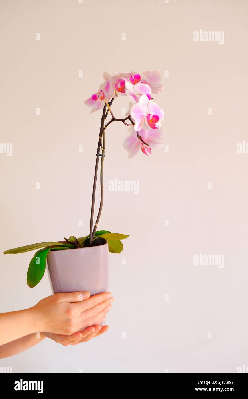 Orchideenblüte.Zimmerpflanzen in Töpfen.Zimmerpflanzen in Töpfen anbauen. Rosafarbene Orchidee in einem fliedernen Topf in weiblichen Händen auf einem hellen Hintergrund.wachsende Orchideen. Stockfoto