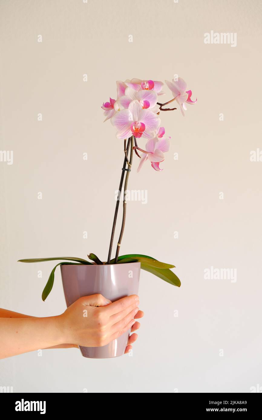 Rosa Orchidee in einem fliedernen Topf in den Händen auf einem hellen Hintergrund.wachsende Orchideen.Zimmerpflanzen in Töpfen.wachsende Zimmerpflanzen in Töpfen Stockfoto