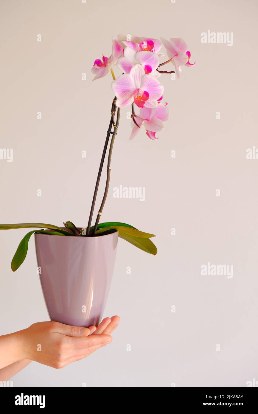 Wachsende Orchideen. Rosafarbene Orchidee in einem fliedernen Topf in weiblichen Händen auf einem hellen Hintergrund.Zimmerpflanzen in Töpfen.Zimmerpflanzen in Töpfen anbauen Stockfoto