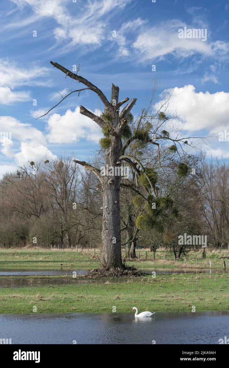 Hochwasser im Urdenbacher Naturschutzgebiet Kaempe am Rhein Düsseldorf Deutschland Stockfoto
