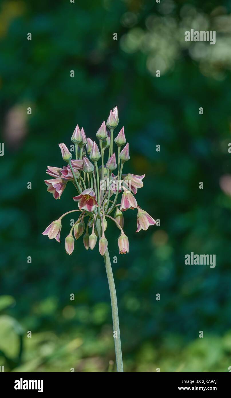 sizilianischer Honig Knoblauch (Allium siculum oder Nectaroscordum siculum) Stockfoto