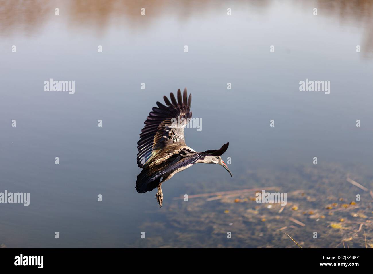 Der Hadada-Ibis (Bostrychia hagedash) Stockfoto