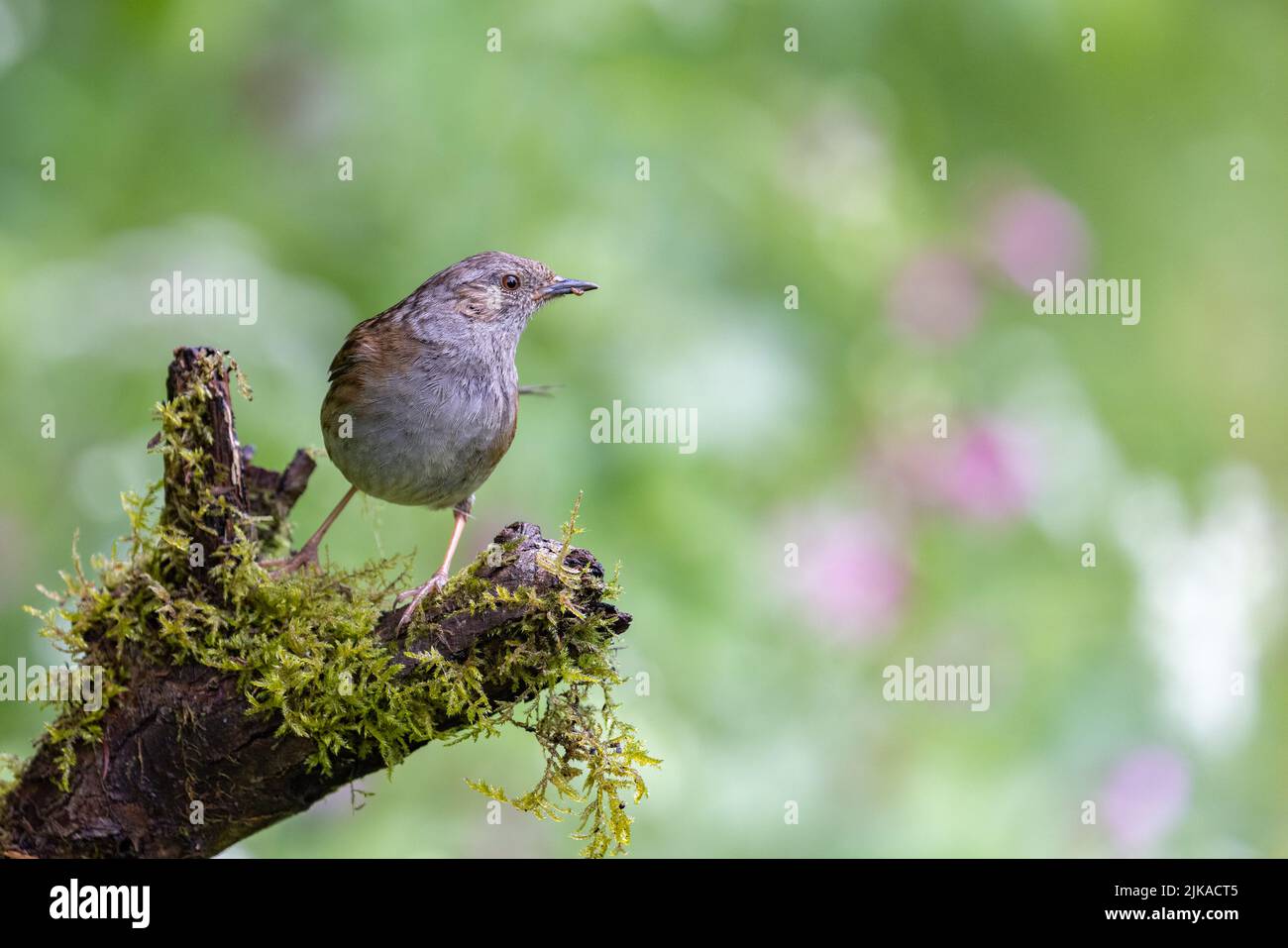 Dunnock [ Prunella modularis ] auf moosem Stumpf mit Bokeh-Highlights im Hintergrund Stockfoto