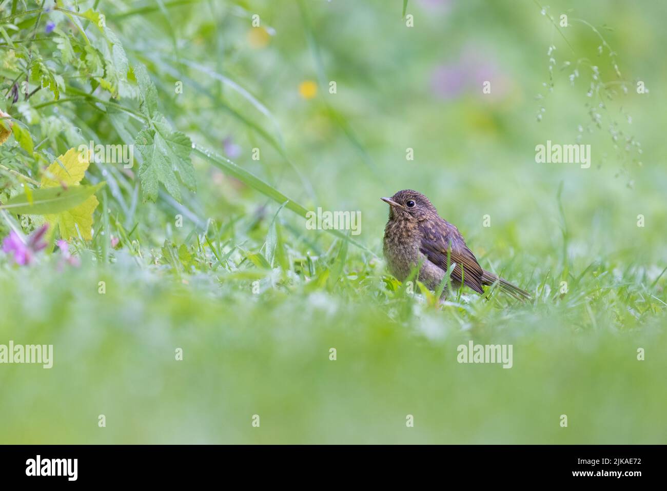 Jungtier Robin [ Erithacus rubecula ] aus tiefer Sicht in wilden Gräsern mit unfokussierter Vordergrundstellung Stockfoto
