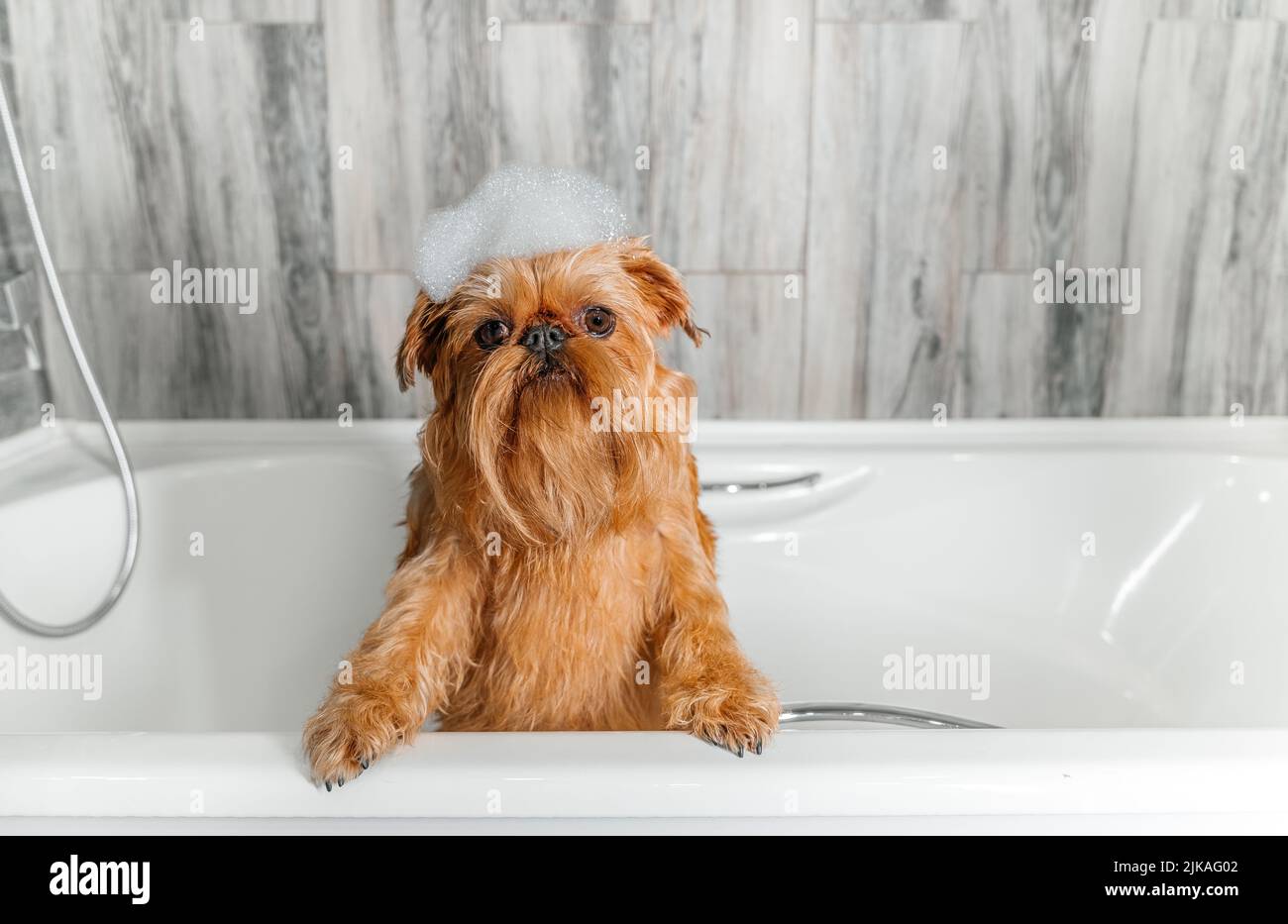 Ein süßer kleiner Griffon-Hund nimmt mit seinen Pfoten am Rand der Wanne ein Schaumbad. Hochwertige Fotos Stockfoto