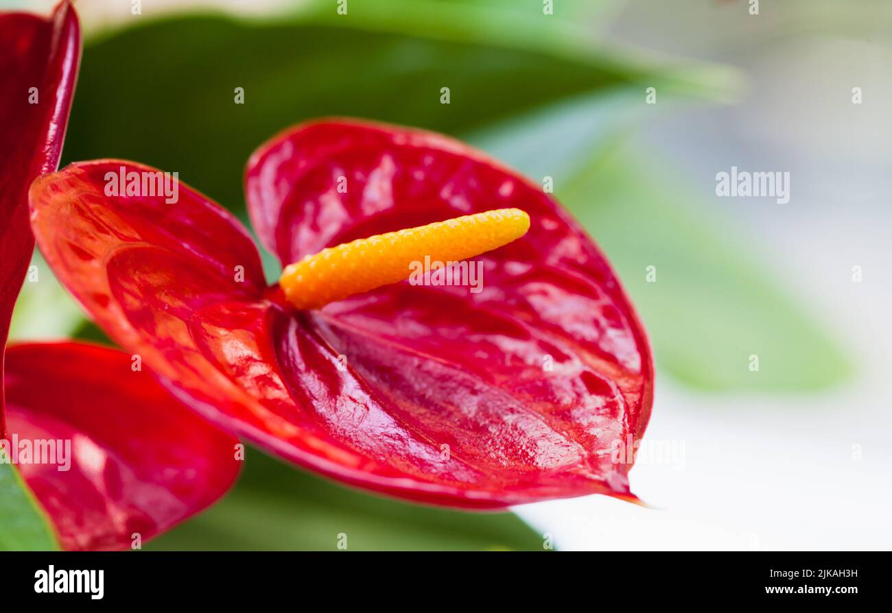 Anthurium, Makrofoto einer roten herzförmigen Blume mit selektivem Weichfokus Stockfoto