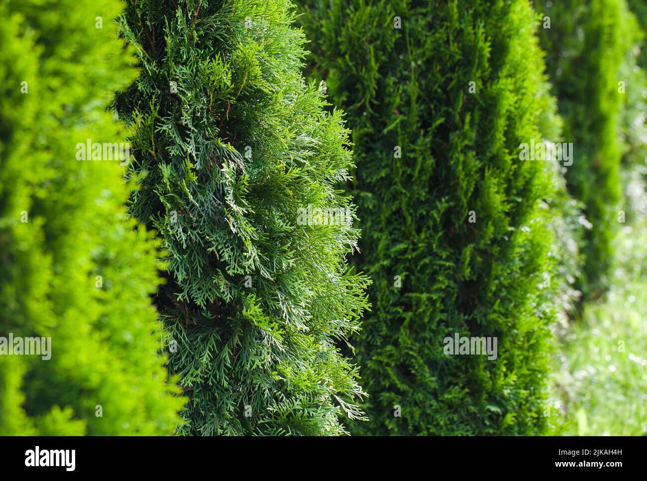 thuja o Thuja o. Mr. Bowling Ball 5gal Arborvitae