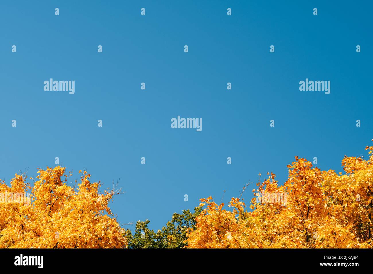 Herbst Natur Landschaft gelben Baum krönt blauen Himmel Stockfoto