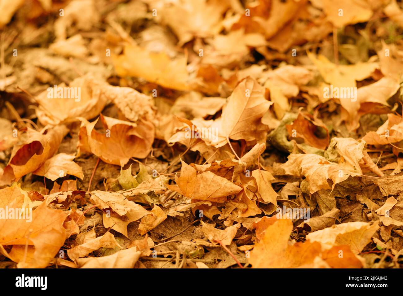 Herbst Naturpark goldenes Laub Hintergrund Stockfoto