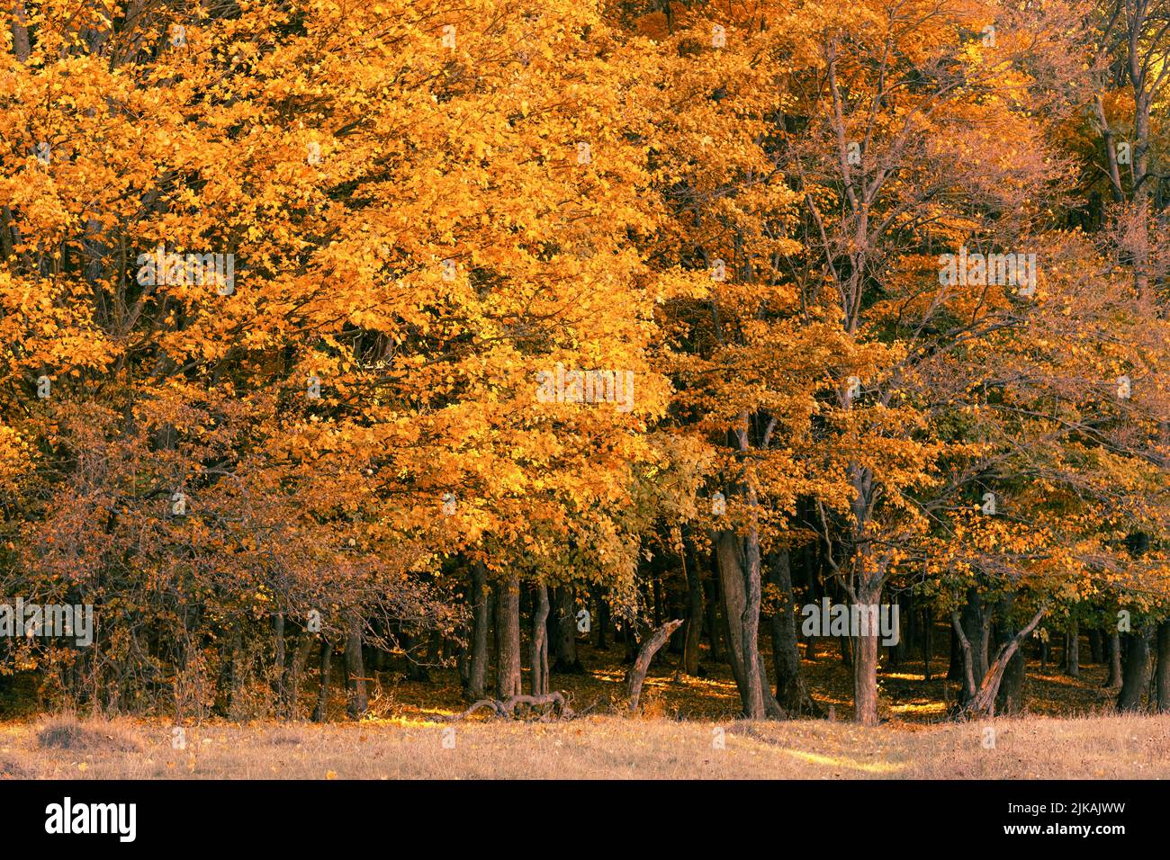 Herbstlandschaft goldenes Laub Natur Hintergrund Stockfoto