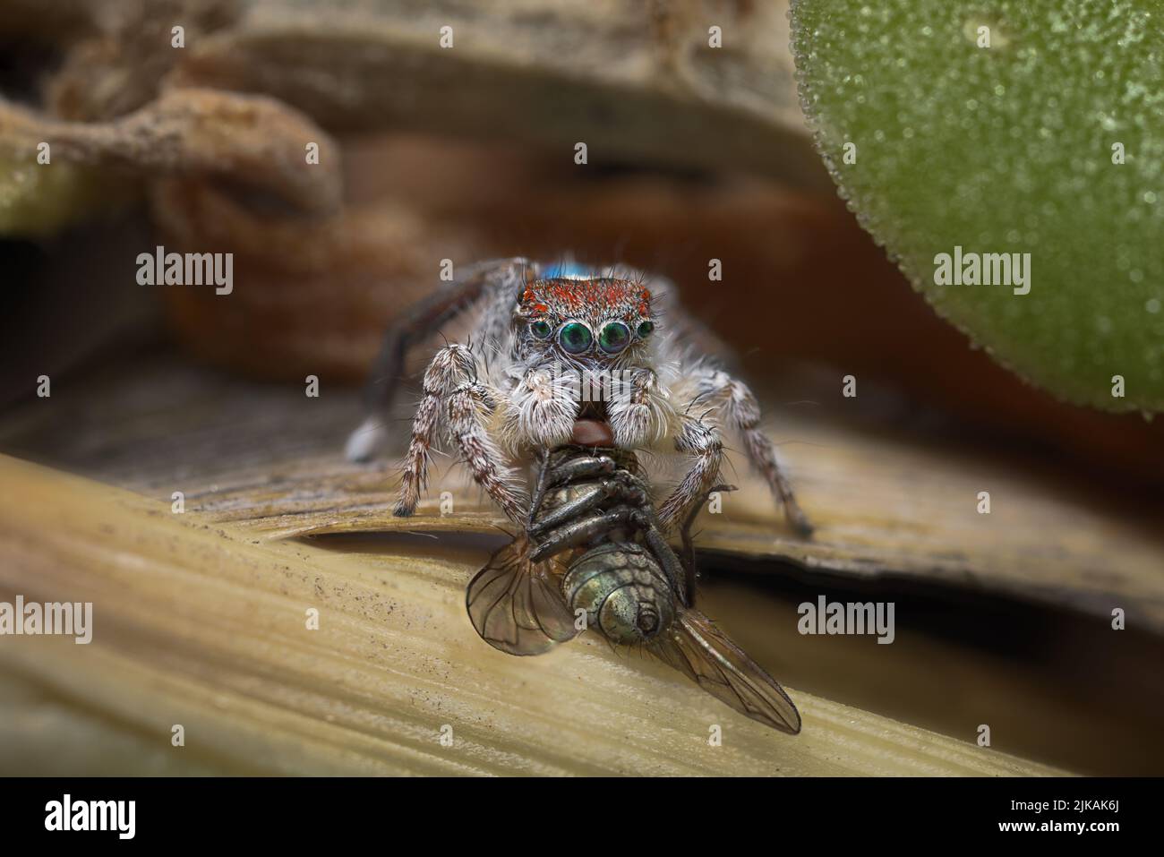 Männliche Pfauenspinne (Maratus speciosus aka, die Küstenpfauenspinne), die eine in freier Wildbahn fotografierte Fliege frisst. Stockfoto