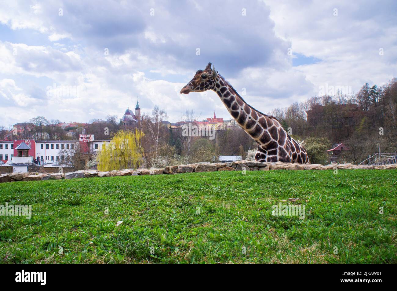 Zirafa sitovana, Giraffa camelopardalis reticulata, Zoo Jihlava, 15. dubna 2022. – Die retikulierte Giraffe, Giraffa camelopardalis reticulata, in Jihlav Stockfoto