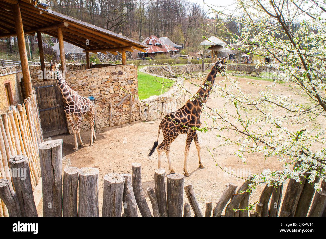 Die retikulierte Giraffe, die Giraffa camelopardalis reticulata, links und die nubische Giraffe, die Giraffa camelopardalis camelopardalis, Im Zoo Jihlava, Tschechische Rep Stockfoto