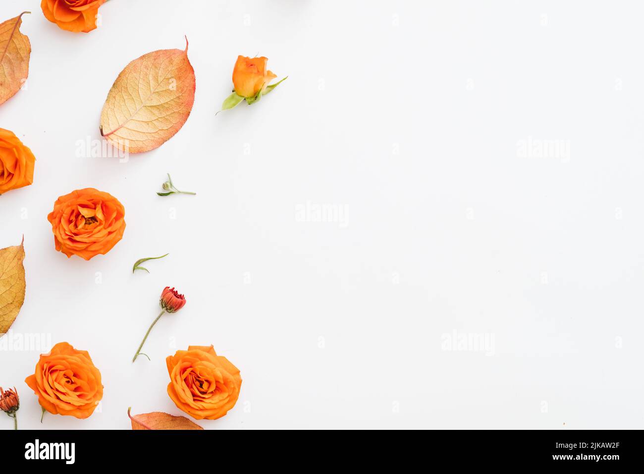 Grußkarte mit Rosenblüten im Herbst Stockfoto