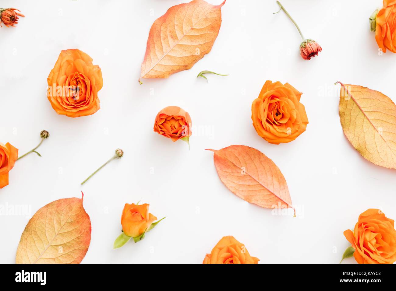Herbst Blumenmuster Hintergrund Rose Knospen Stockfoto
