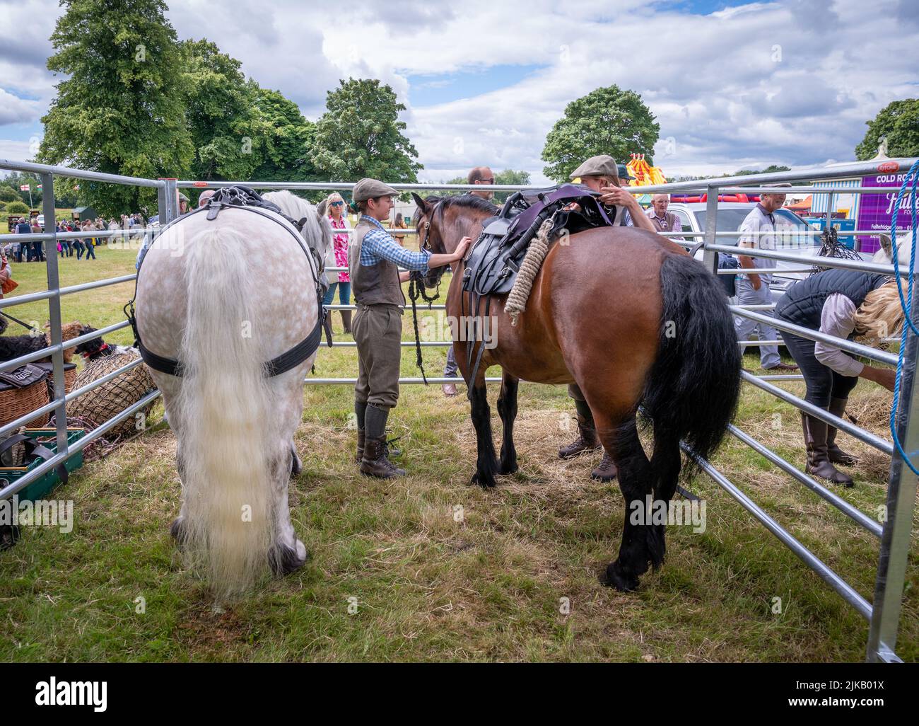 GWCT Scottish Game Fair 2022 im Scone Palace, Perthshire. Die Fred Taylor Memorial Hill Pony Competition Stockfoto