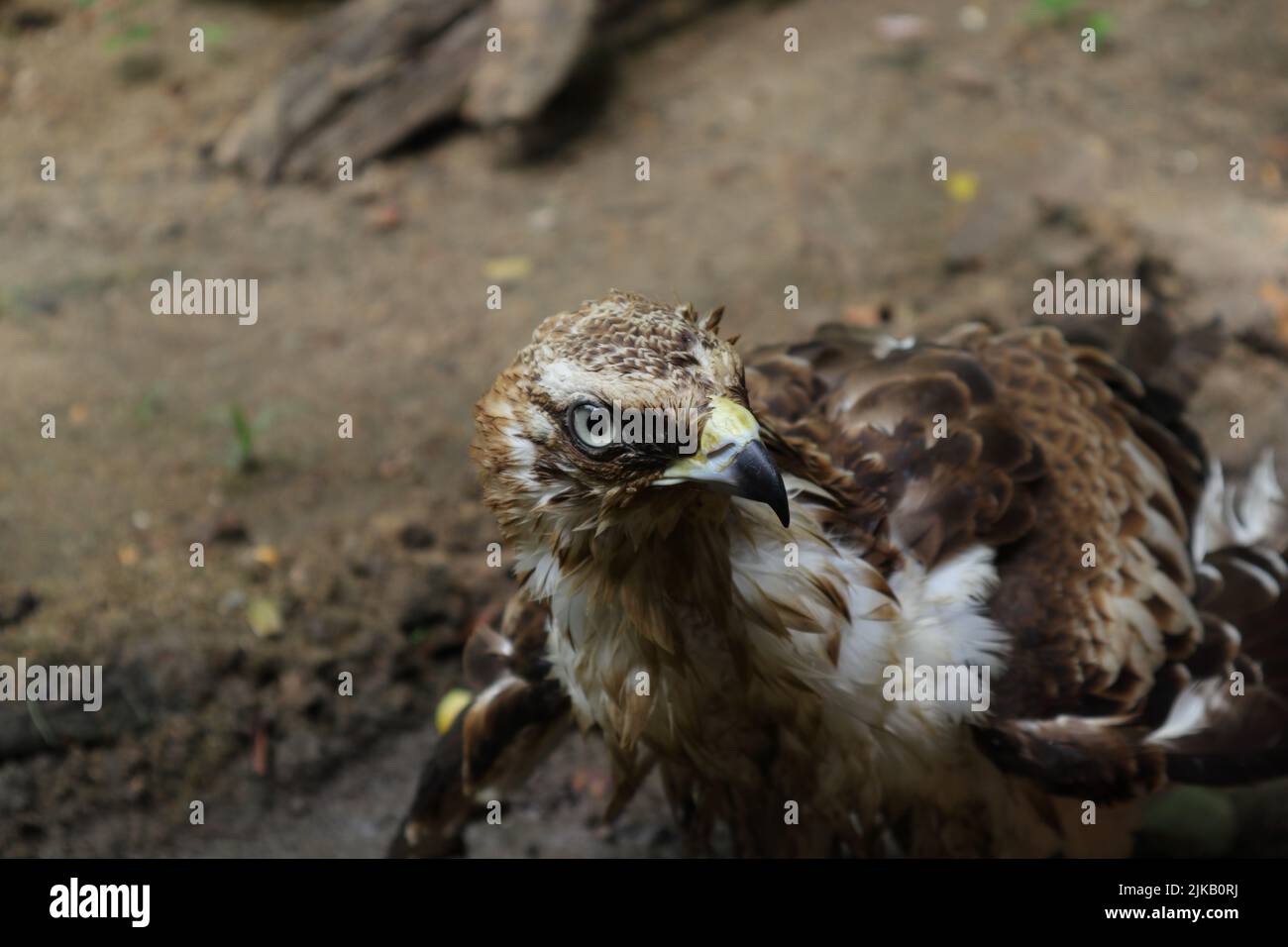 Nahaufnahme eines Crested Hawk Eagle oder eines austauschbaren Hawk Eagle, der neugierig etwas ansieht Stockfoto