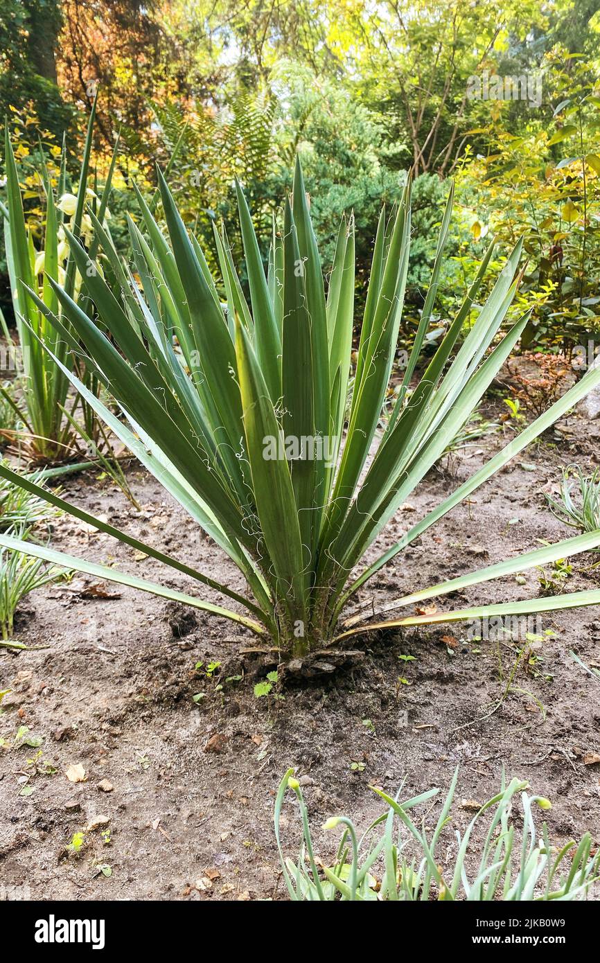 Halb temperiert Fotos und Bildmaterial in hoher Auflösung Alamy