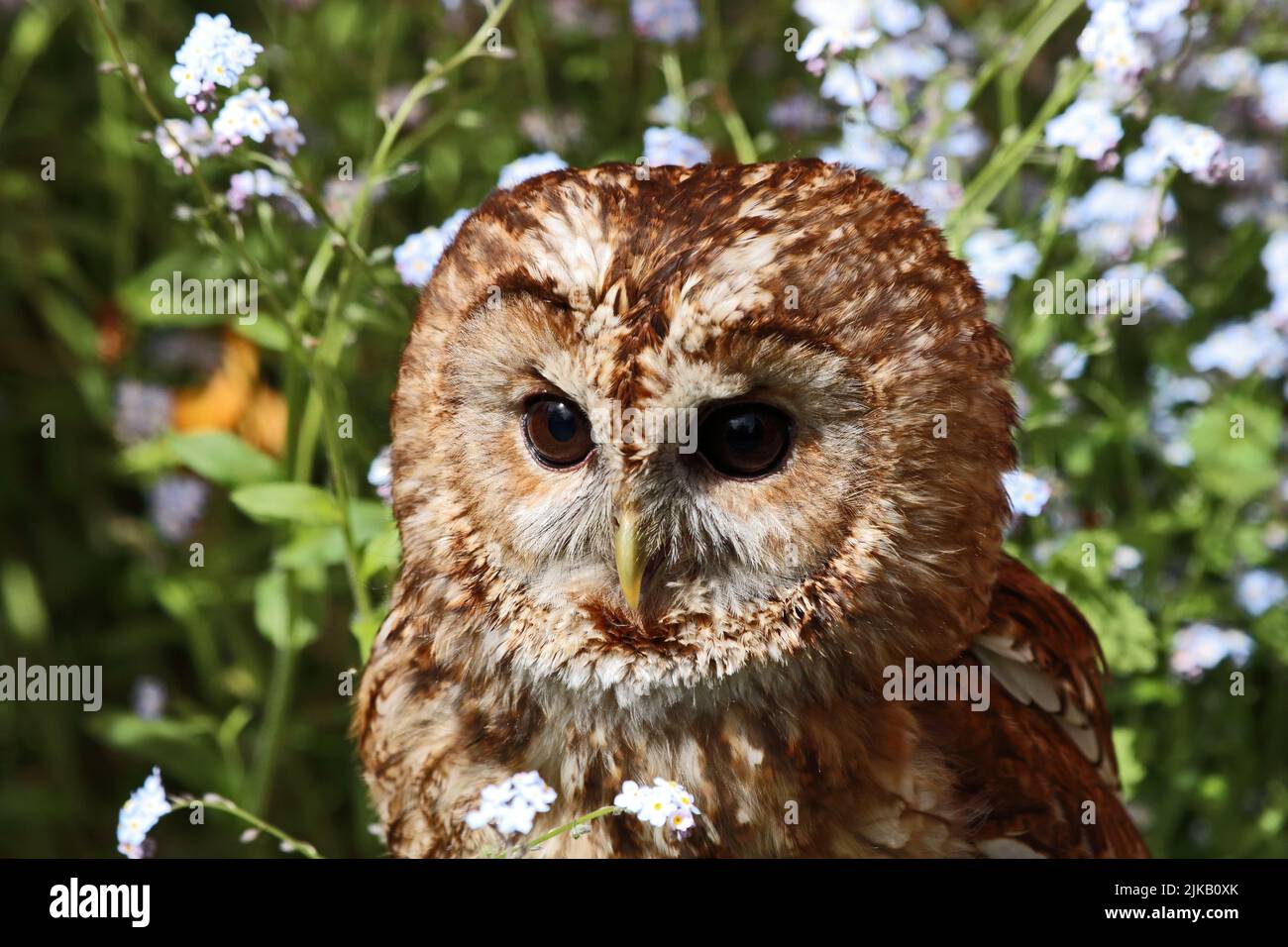 Kopf der Tawny Owl (Strix Aluco) Stockfoto