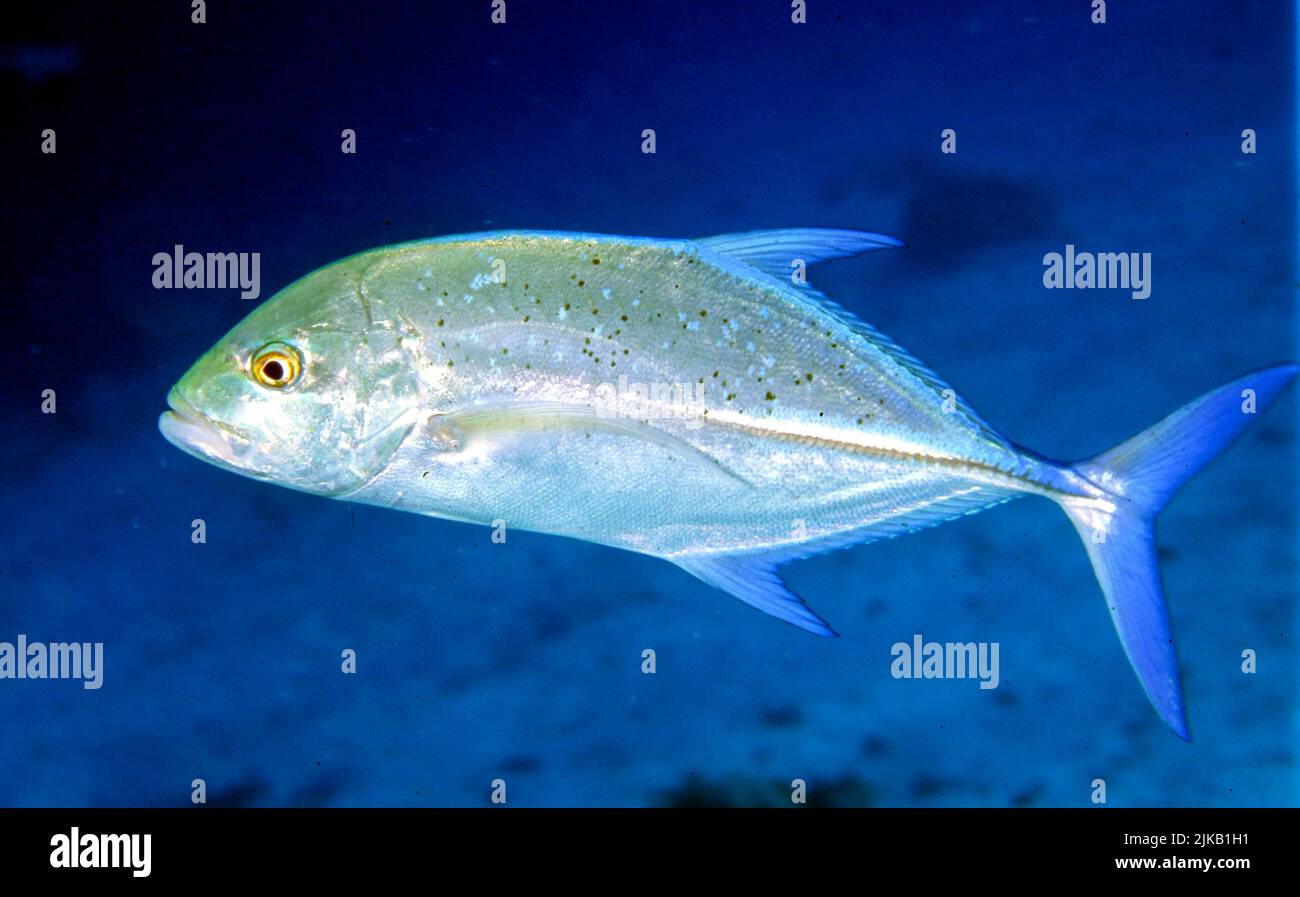 Blaufin ttrevally (Caranx melampygus) von Kuredu Island, den Malediven. Stockfoto