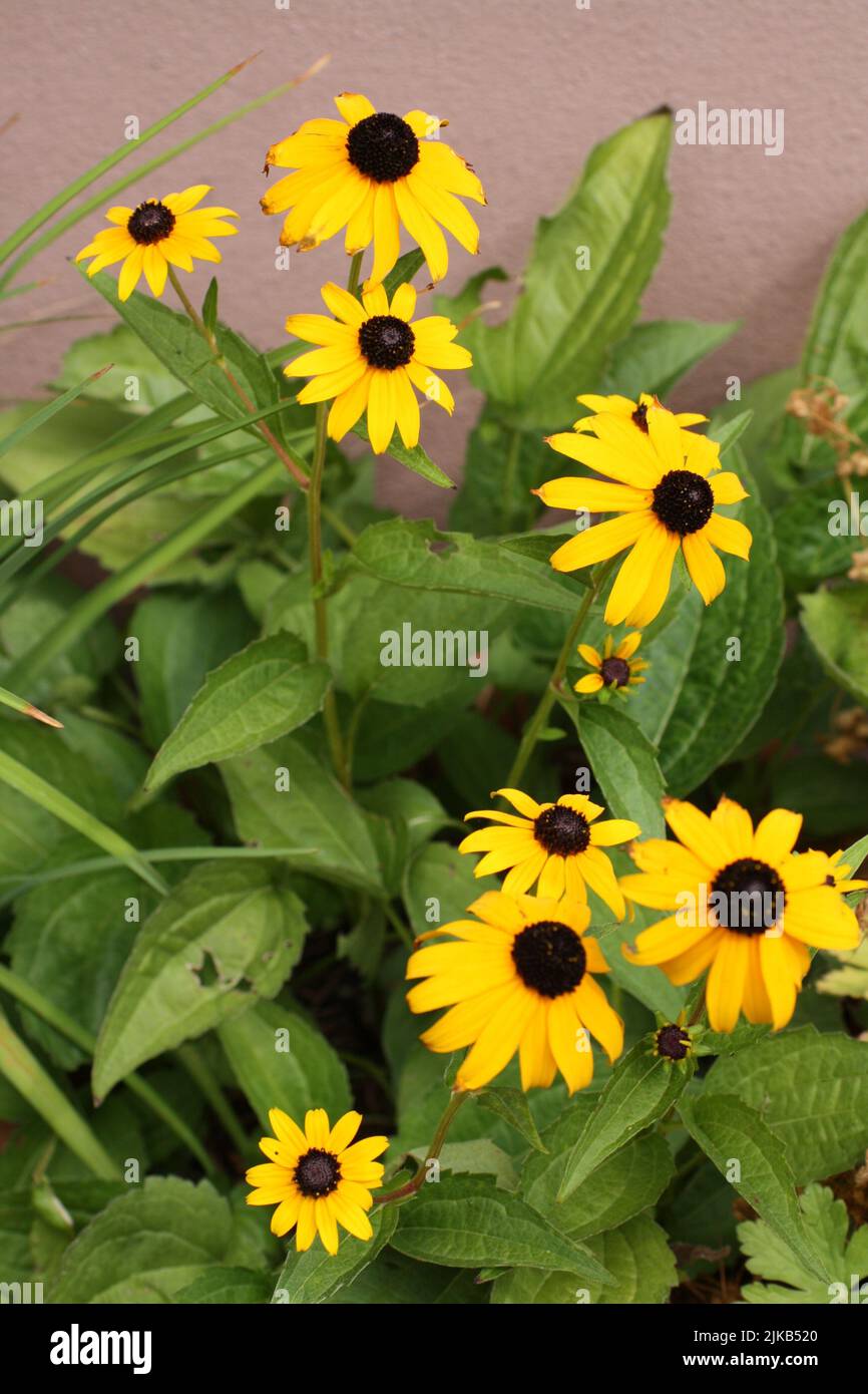 Gelbe Kegelblumen im Garten Stockfoto