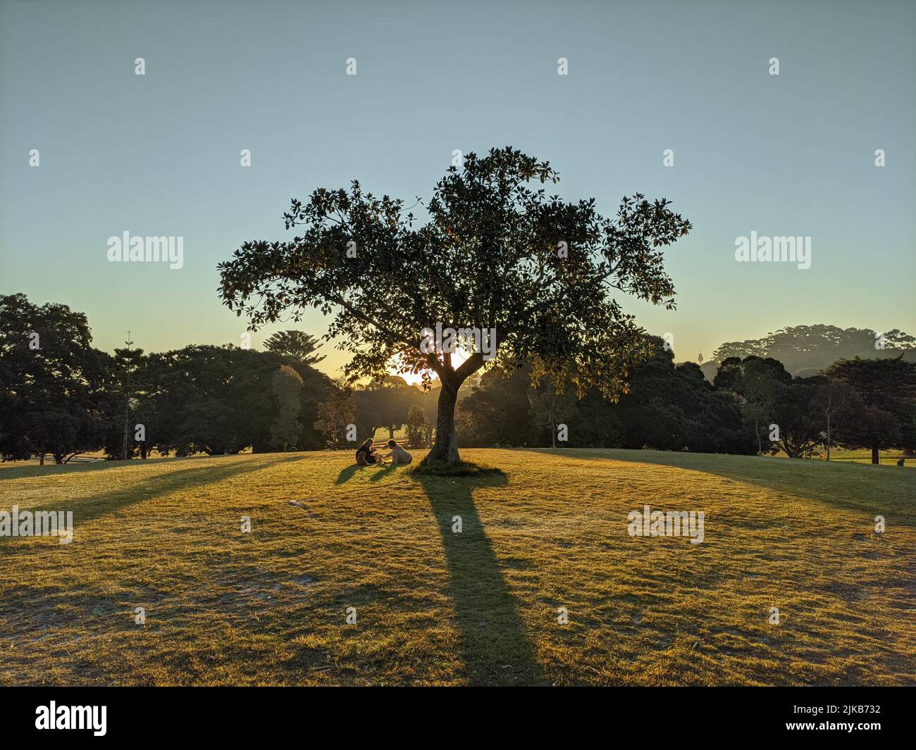Sonnenuntergang über einem Baum mit Leuten unter ihm, die ein Picknick machen Stockfoto