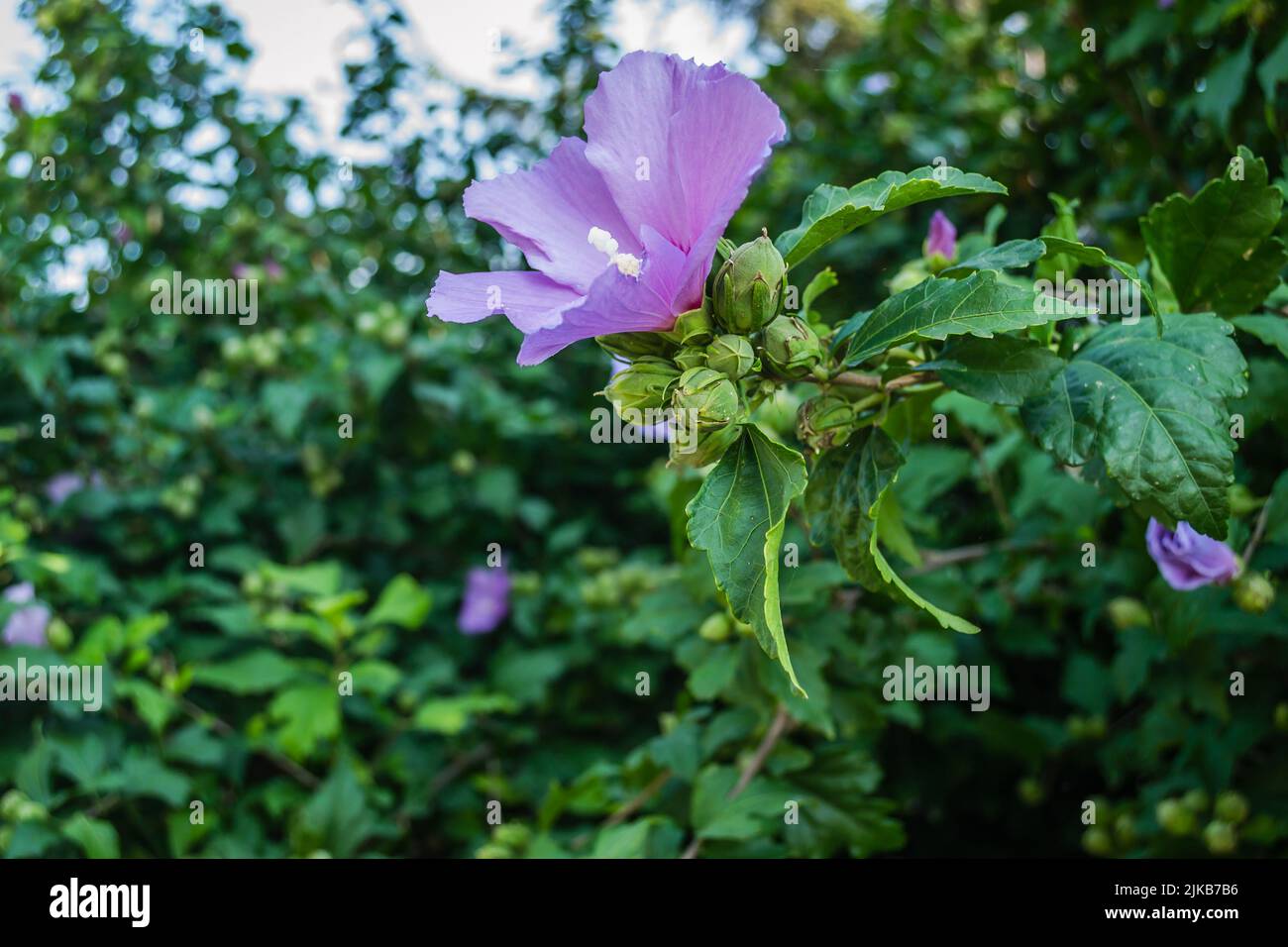 Lila Hibiskusblüten aus dem Garten. Nahaufnahme von rosa und violetten Hibiskusblüten. Sommerblumen, die im Garten wachsen. Stockfoto