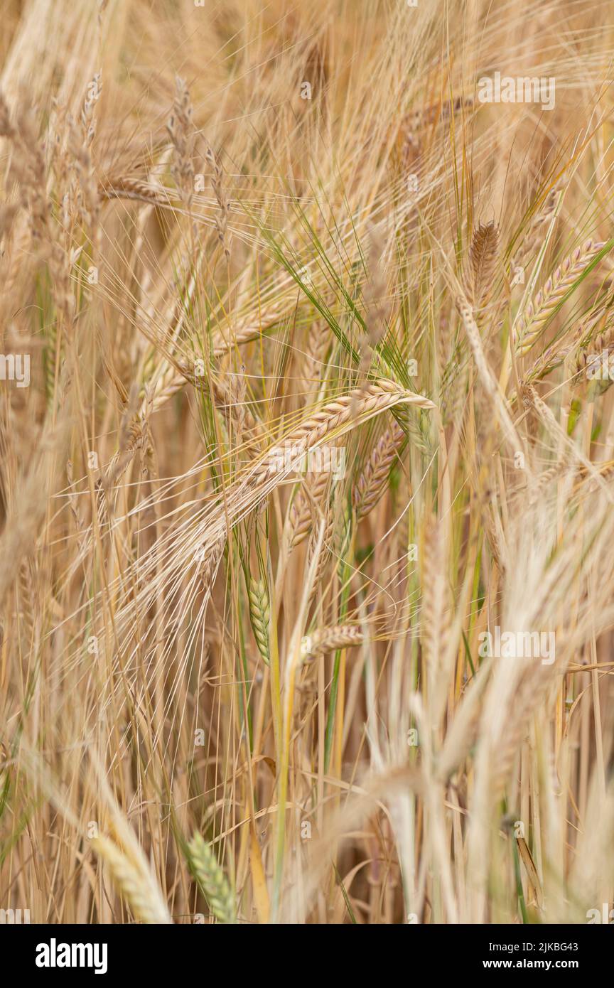 Gerste: Hordeum vulgare. Devon, Großbritannien Stockfoto