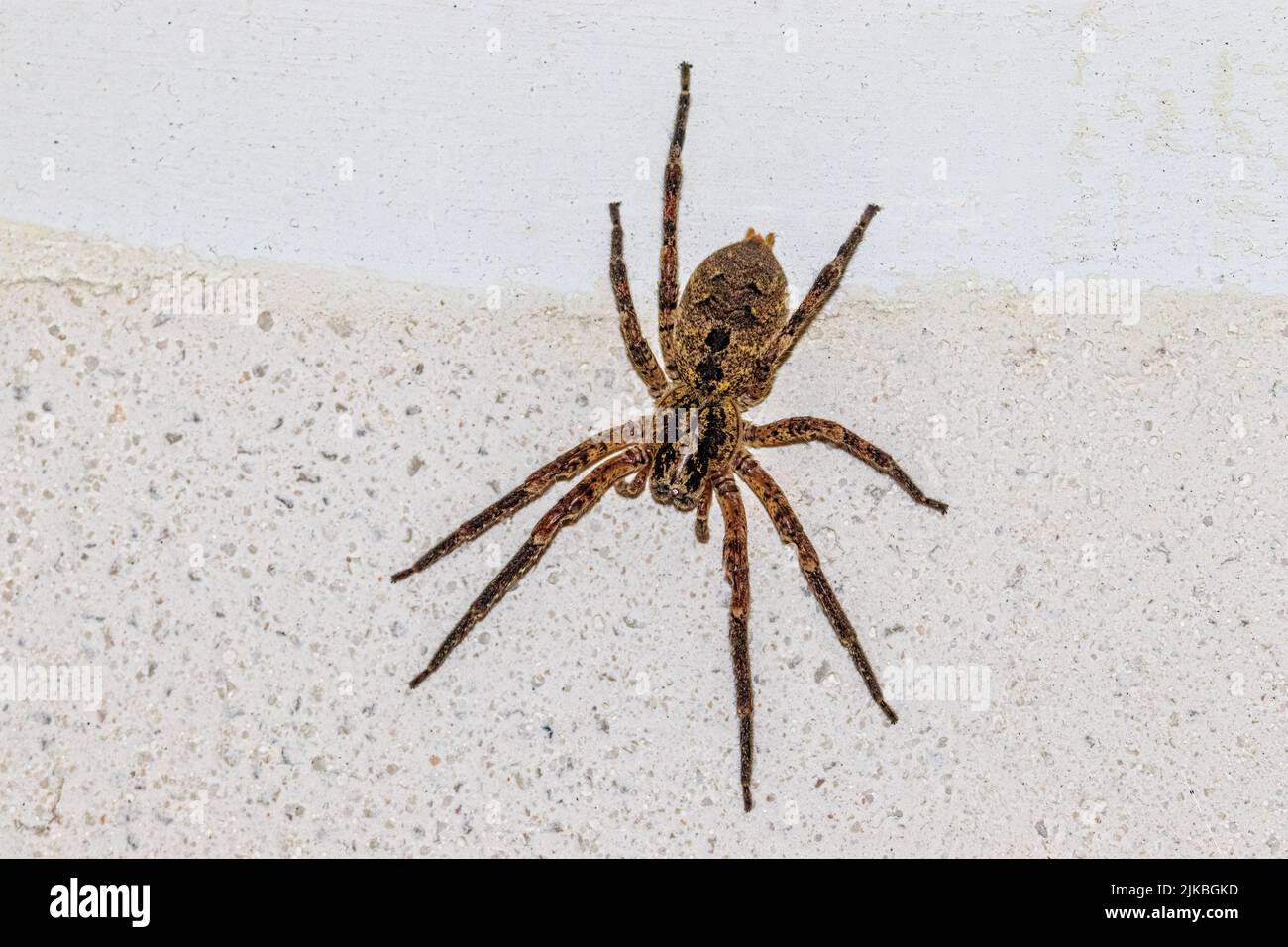 Zoropsis spinimana, mediterrane Stachelwolf-Spinne Stockfoto