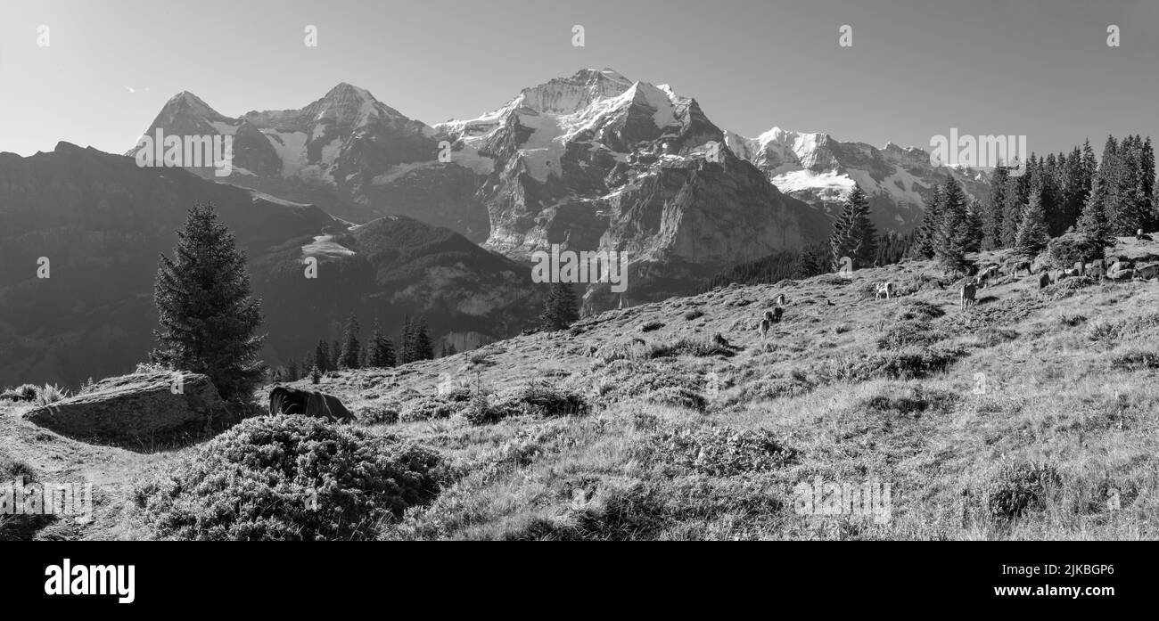 Das Panorama der Berner alpen mit der Jungfrau, dem Mönch und dem Eiger über die alpenwiesen mit der Herde von Kühen. Stockfoto
