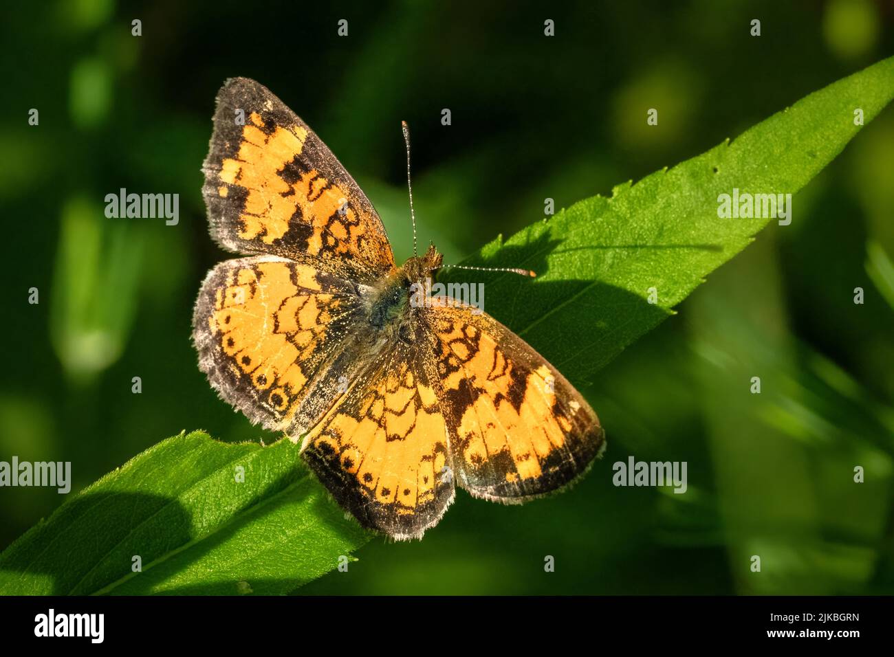 Das Fotografieren von Schmetterlingen im Juli und August in den verschiedenen Naturschutzgebieten und Landvereine in Door County Wisconsin bringt mich nach draußen und aktiv. Stockfoto